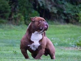 Sunshine Bulls' Groot