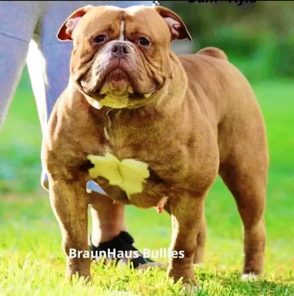 Blockbuilt Bulldog's Ayla