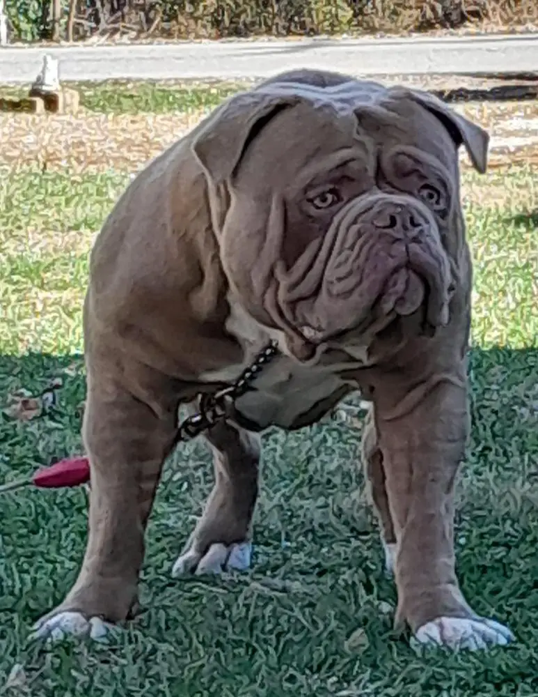 BraunHaus Bullies' Bruno