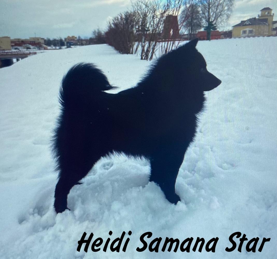 Heidi Samana Star