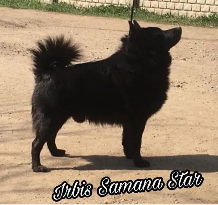 IRBIS SAMANA STAR