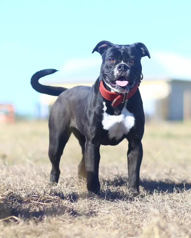 Vantablack dog sales