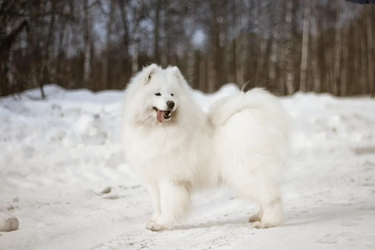 Sormovskaya Zarya Luckshery