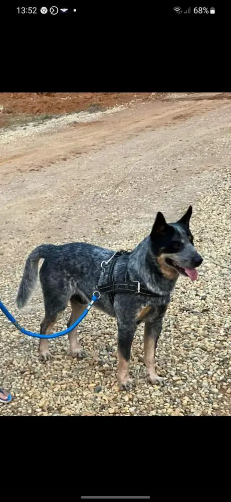 ODIN OF HEELER'S SELIVON