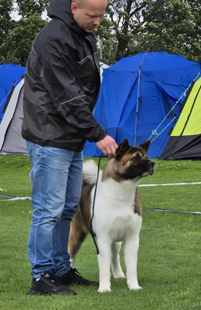 Avanti AmericanCanis Fidelis