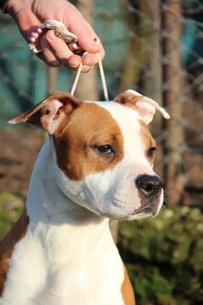 Infinite Beauty Long Step