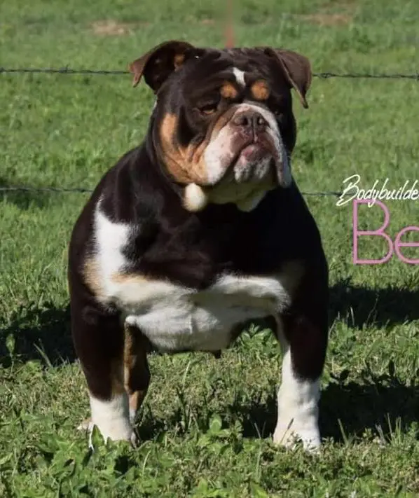 Bodybuilders Belle