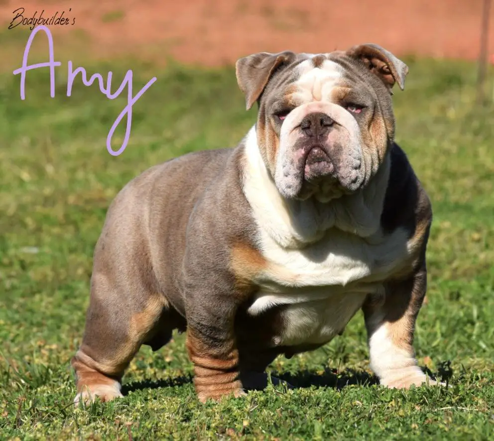 Bodybuilders Amy