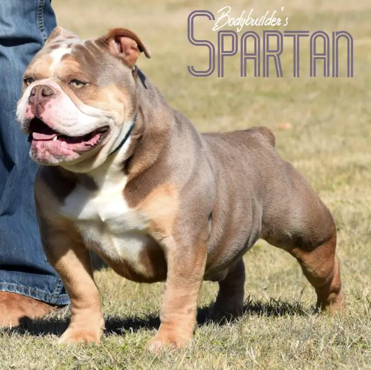 Bodybuilders Spartan