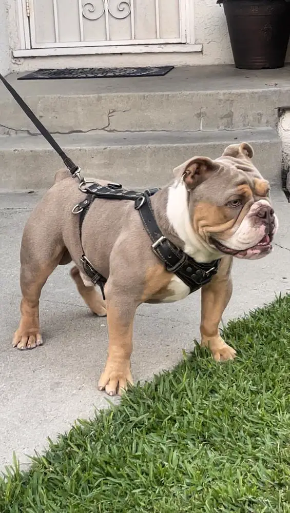 Poppa’s Melo