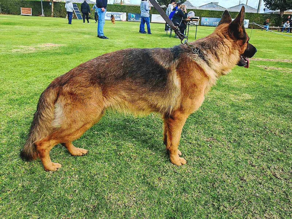 Candy Corn de Terra Deorum