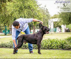 BORIS (ALANIS) MEX.FCI