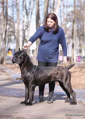 BLACK BAJER DINASTY BOY