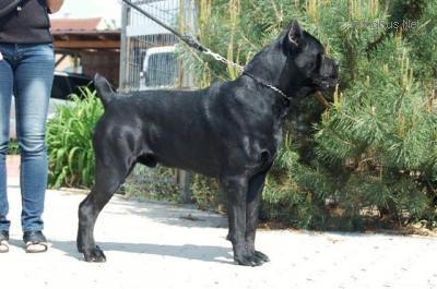 NEGRITO CORSO OF BAJER