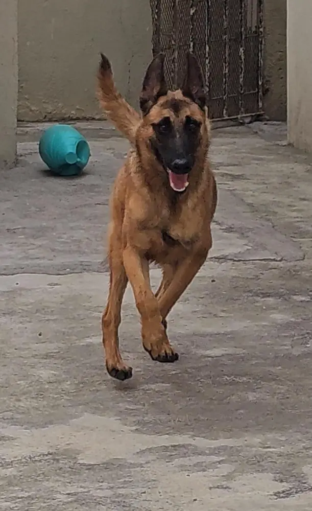SHIRA (ORNELAS)