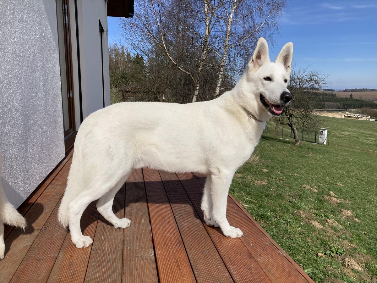 ASLAN Alba Patronus