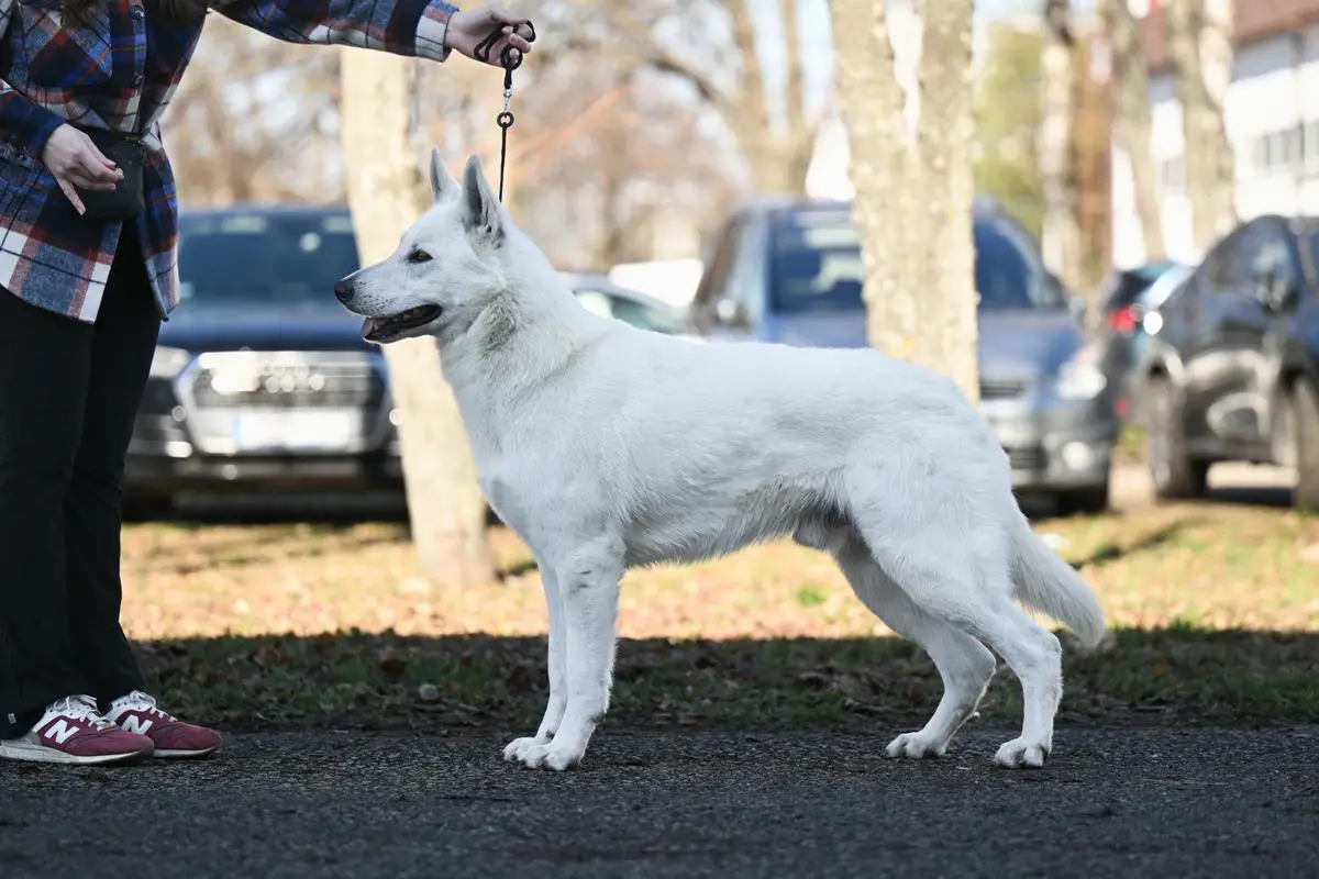 BENJAMIN Alba Patronus