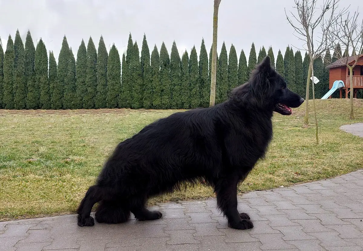 Raya vom Edlen Wolf