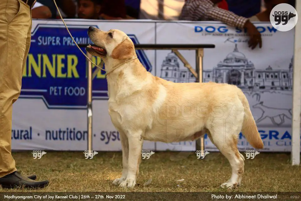 CHINAR'S BLONDE