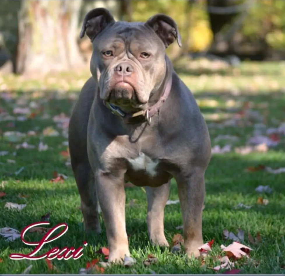 Eve's Lexi