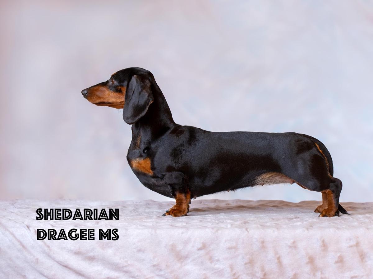 SHEDARIAN DRAGEE