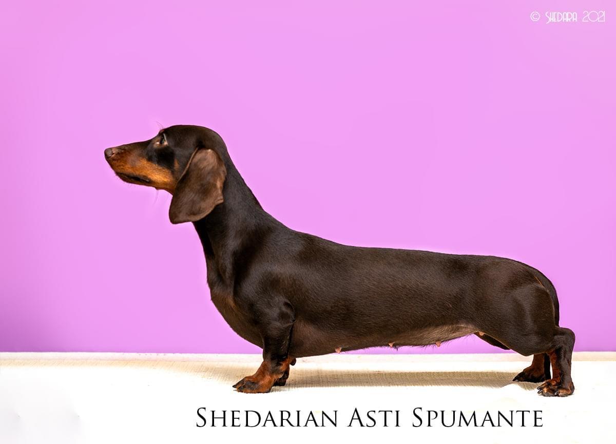 Shedarian Asti Spumante