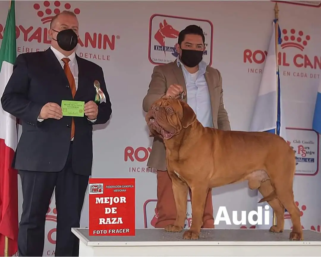 Audidoguedebordeaux ( Argueta)