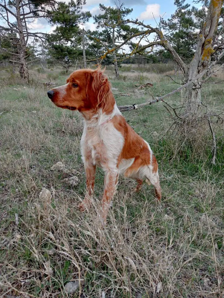 COOPER