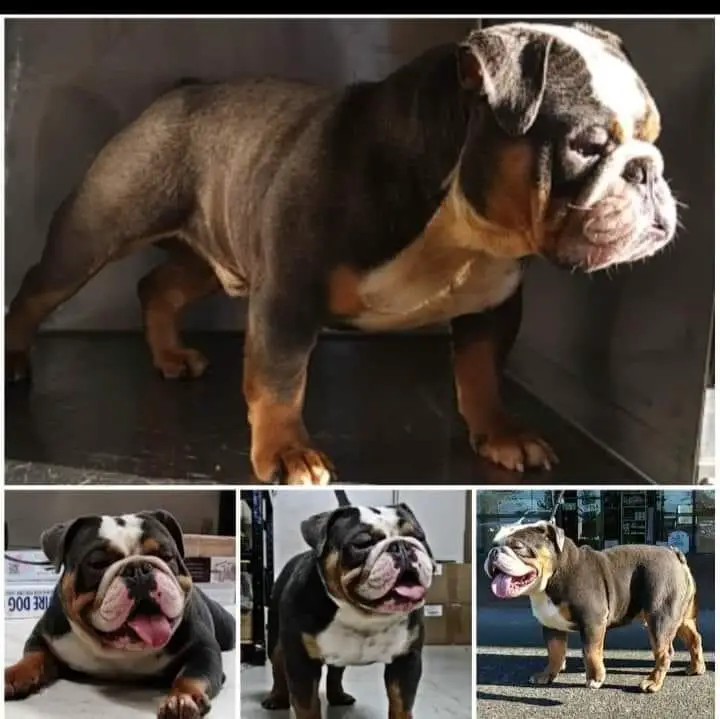 Level 4's GusGus
