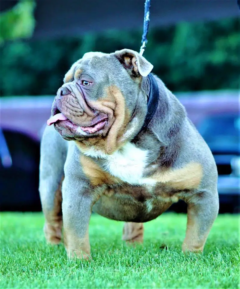 Walkoff's Bulldogz Ice