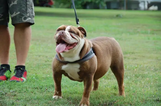 Bamas Cheetah of Sundown Kennels