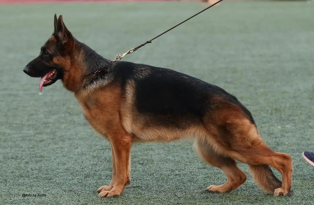 Germaniya von Wespen Haus