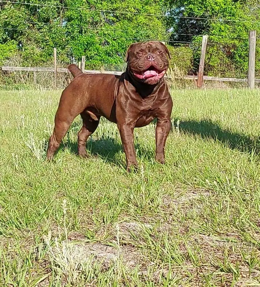 Big Nate bulldogges Kiba  of Great Hall Kennels