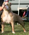 BANDAS BLUE'S GOLDEN BOI