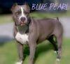 RUBIO'S MZ. BLUE PEARL