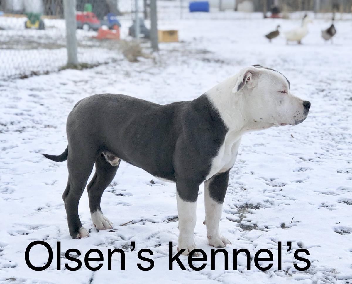 Olsen’s Triumph Of Temias
