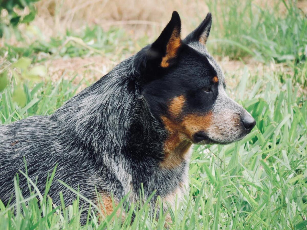 GLUM TOCA DO LOBO HEELER