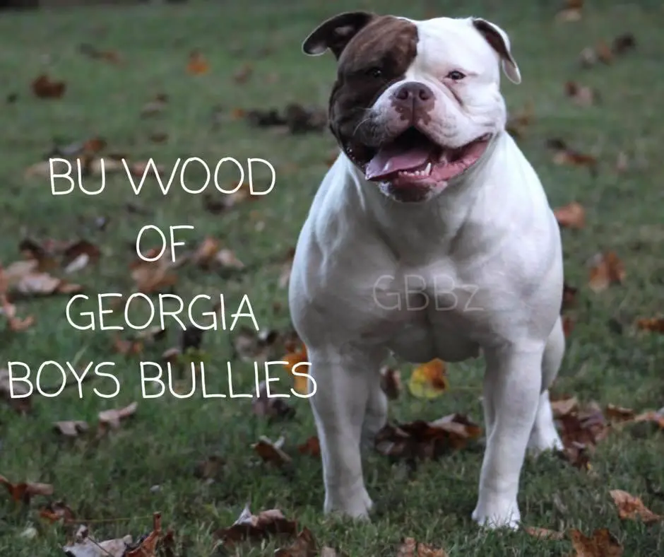 GBBZ BUWOOD