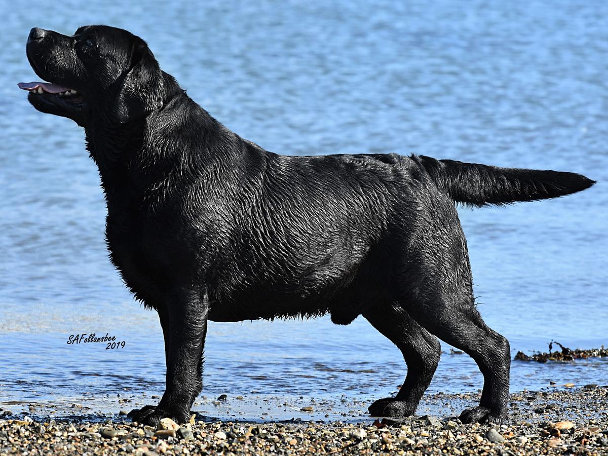 His Majety Bella Mare