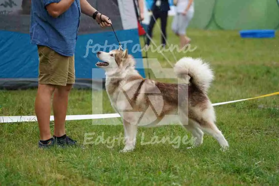LEGOLAS TIMBER VALLEY LEGACY Malamute Sanctuary