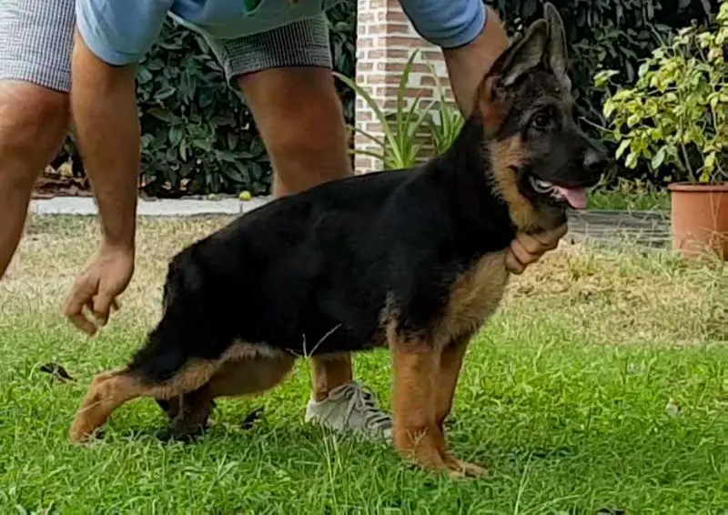 Super german shepherd cheap
