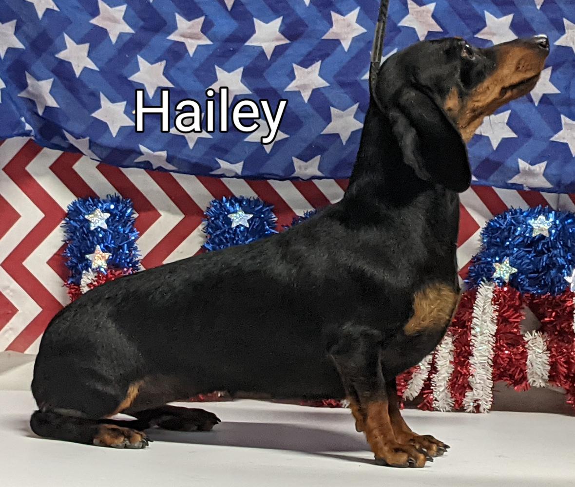 HR Quincys Hailey MS