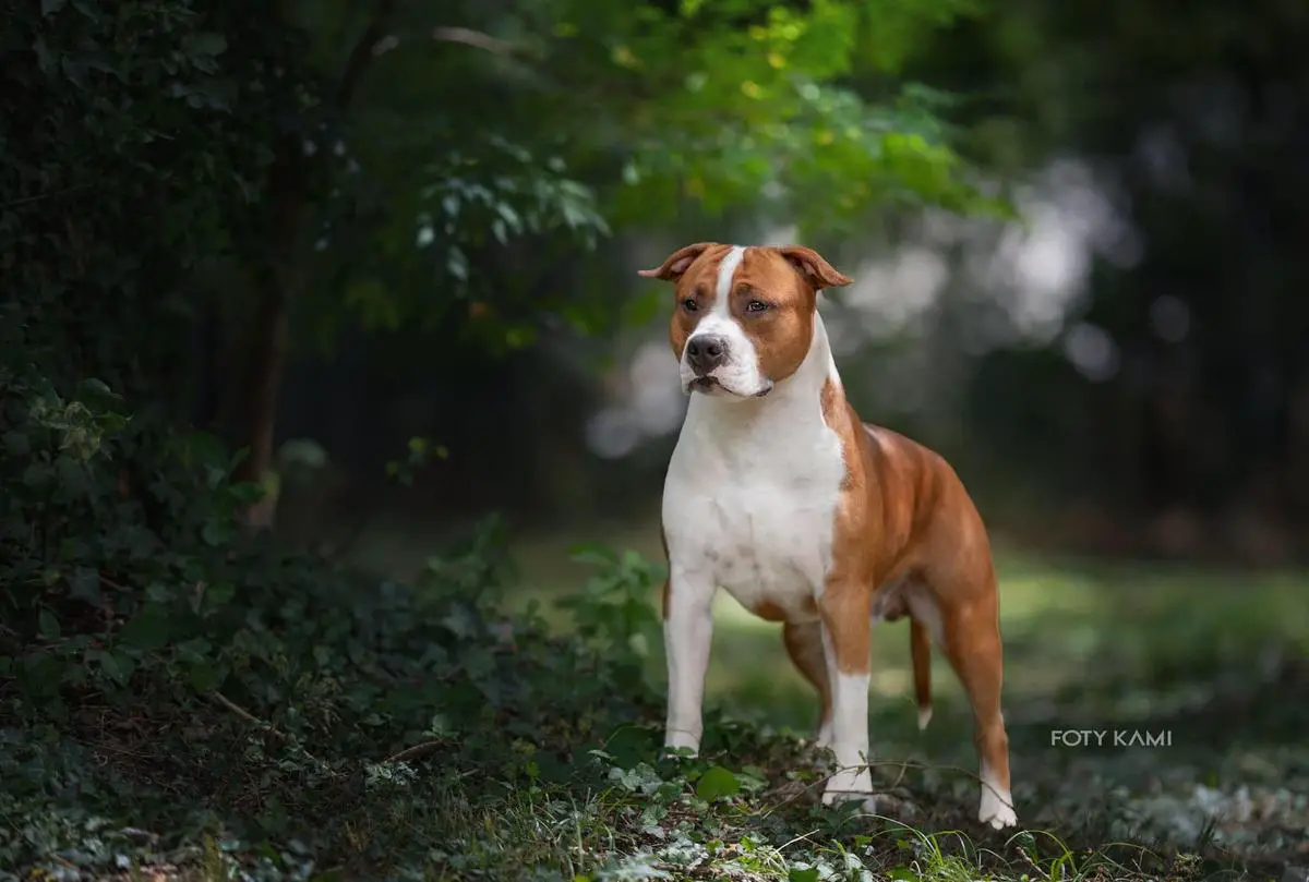 RED HOT CHILLI Presburg staff