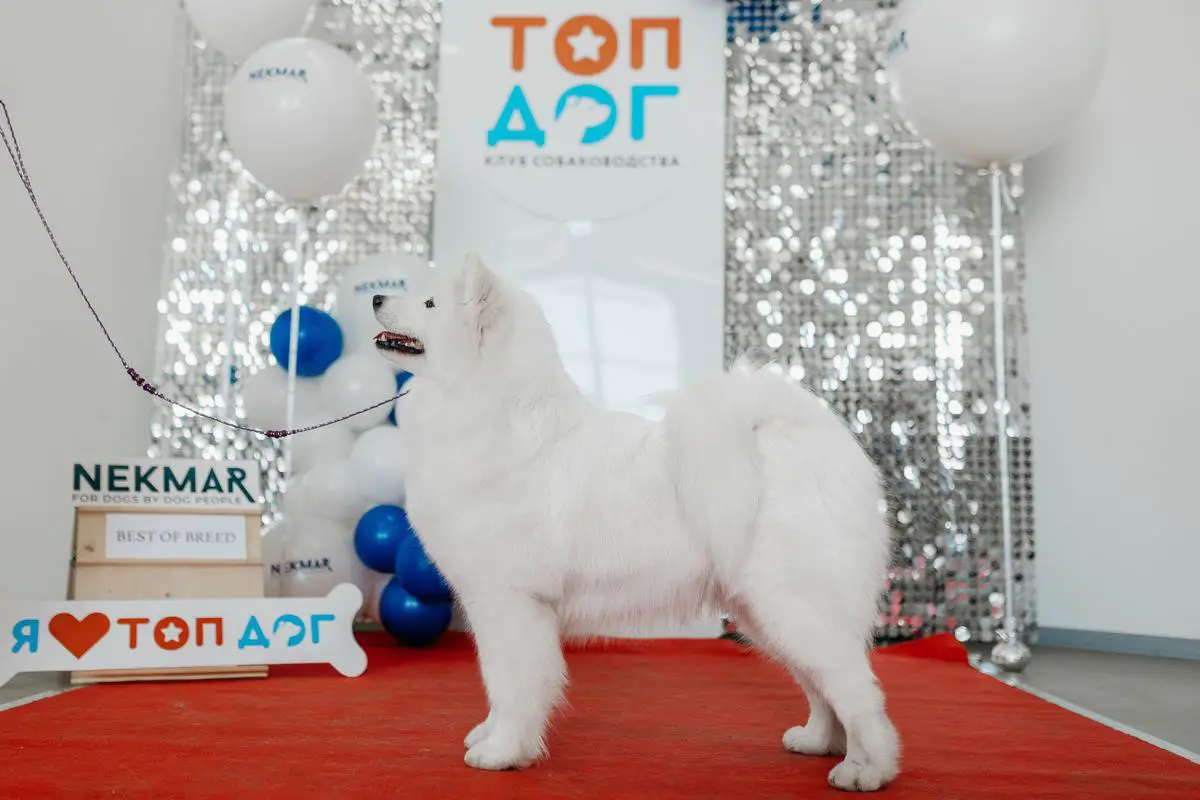 Goldwind Czarevna Snezhnaya Sansa