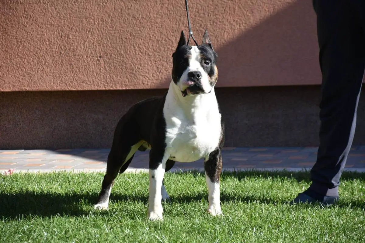 Pedigree database best sale amstaff