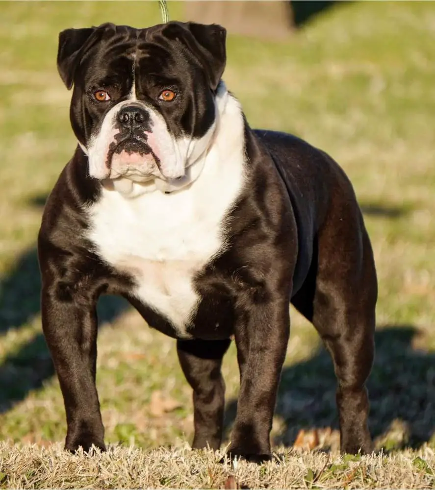 IBULLDOGGES' PRUSSIA @ TTHGK
