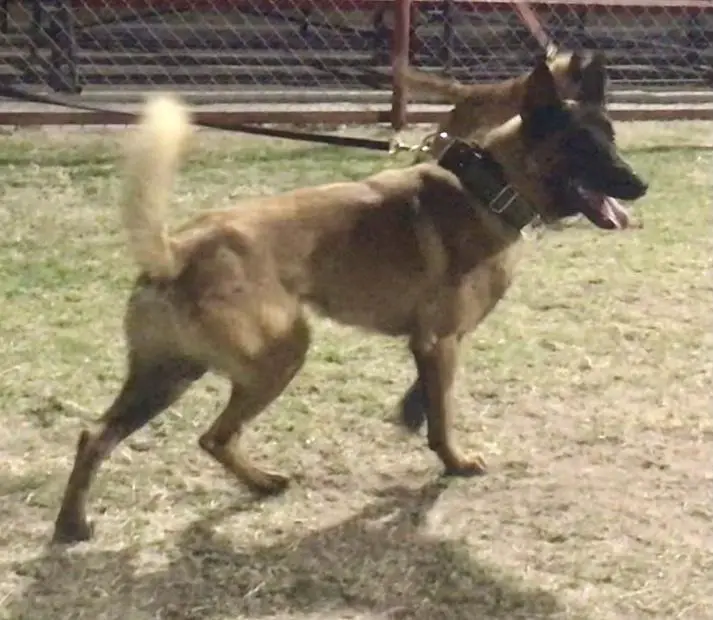 Ruso (Otero)