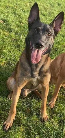 NWMalinois Tyson