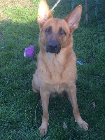 NWMalinois Keeki