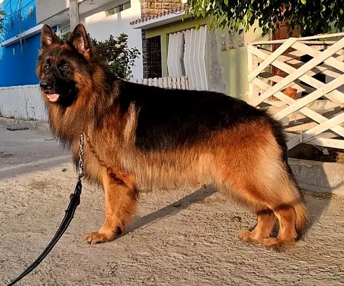 Zeus di casa donobel